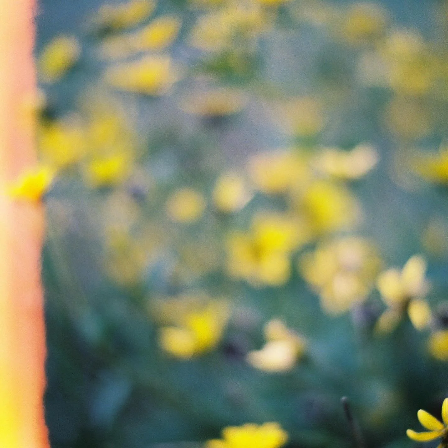 Dizzy 💛

🎞️ 35mm film Kodak Portra 400
#35mmfilm #filmphotography #kodak #portra400