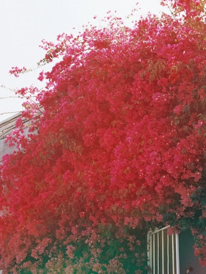 Bougainvillea dreaming 🩷

🎞️ @dubblefilm jelly + @kodak Portra 400, both 35mm films #35mmfilm #sheshootsfilm #filmisnotdead #filmfollowfriday #kodakprofessional