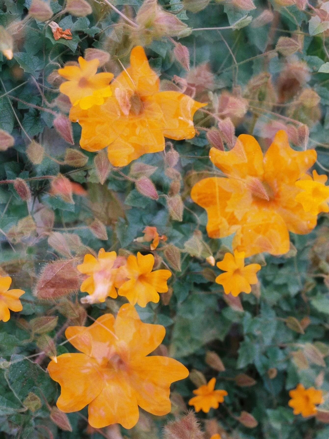 Consider the wildflowers.

Blind double exposure 🎞️ Portra 400 35mm film
#35mmfilm #thefindlab #kodakprofessional