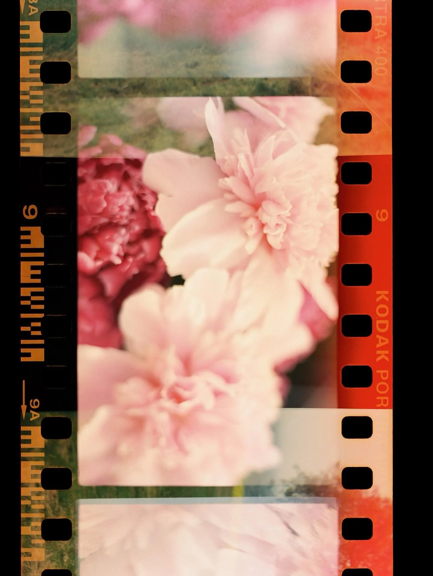 I need spring asap so I can take more blind doubles with peony flowers. Pretty please 🩷

35mm film converted for Holga 120 + blind doubles exposure. First photographed over with garden peonies in Sioux Falls, then photographed over a second time in 
