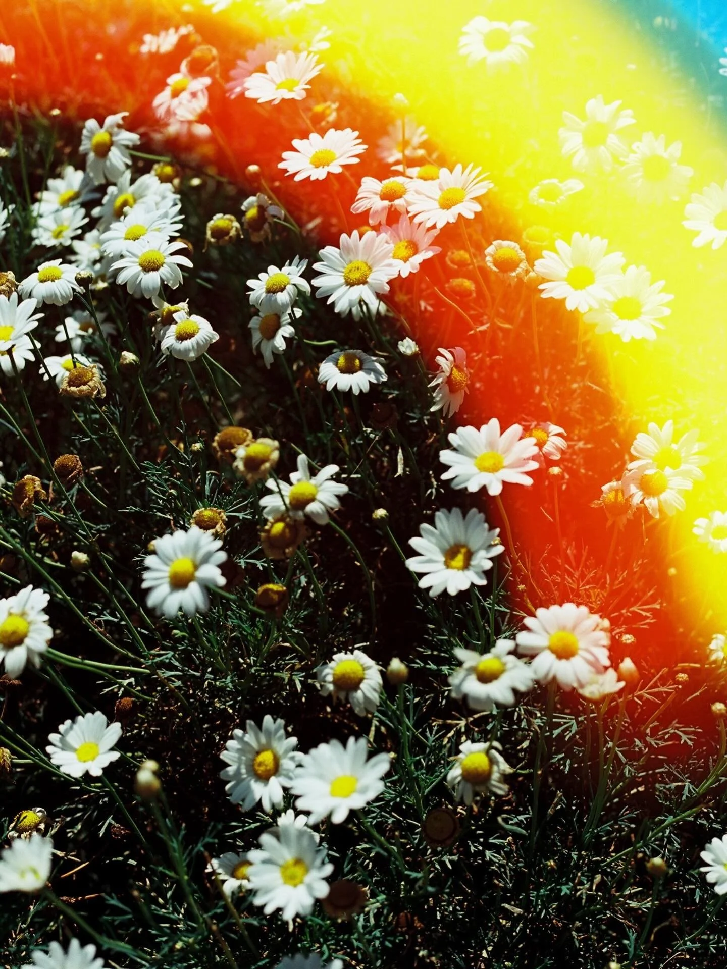 Looking on the bright side 🌼

🎞️ blind double exposure with Ultramax @kodak @kodakprofessional #35mmfilm #blindexposure #filmphotography