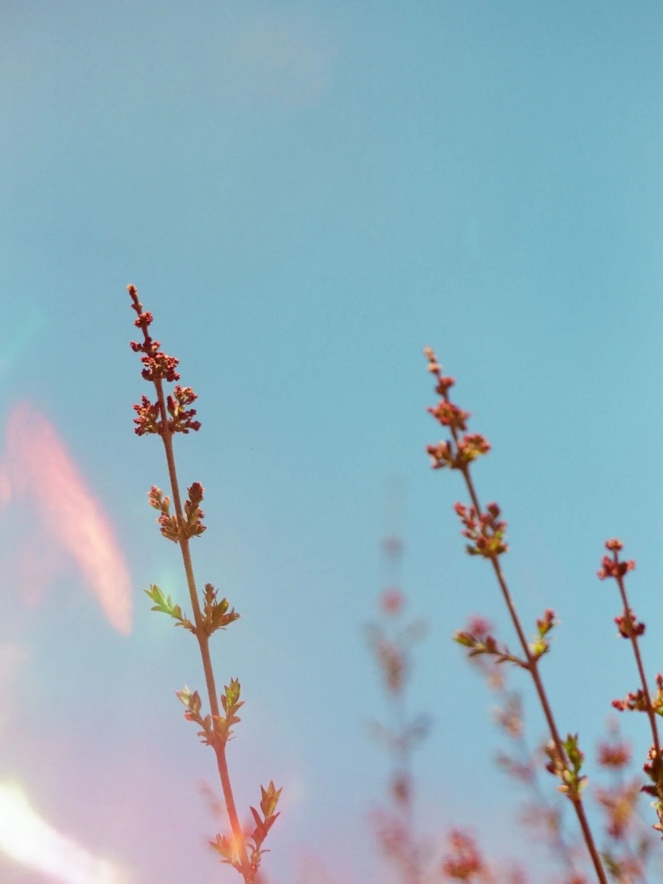 Spring 🌸

#kodakprofessional #35mmfilm #filmphotography