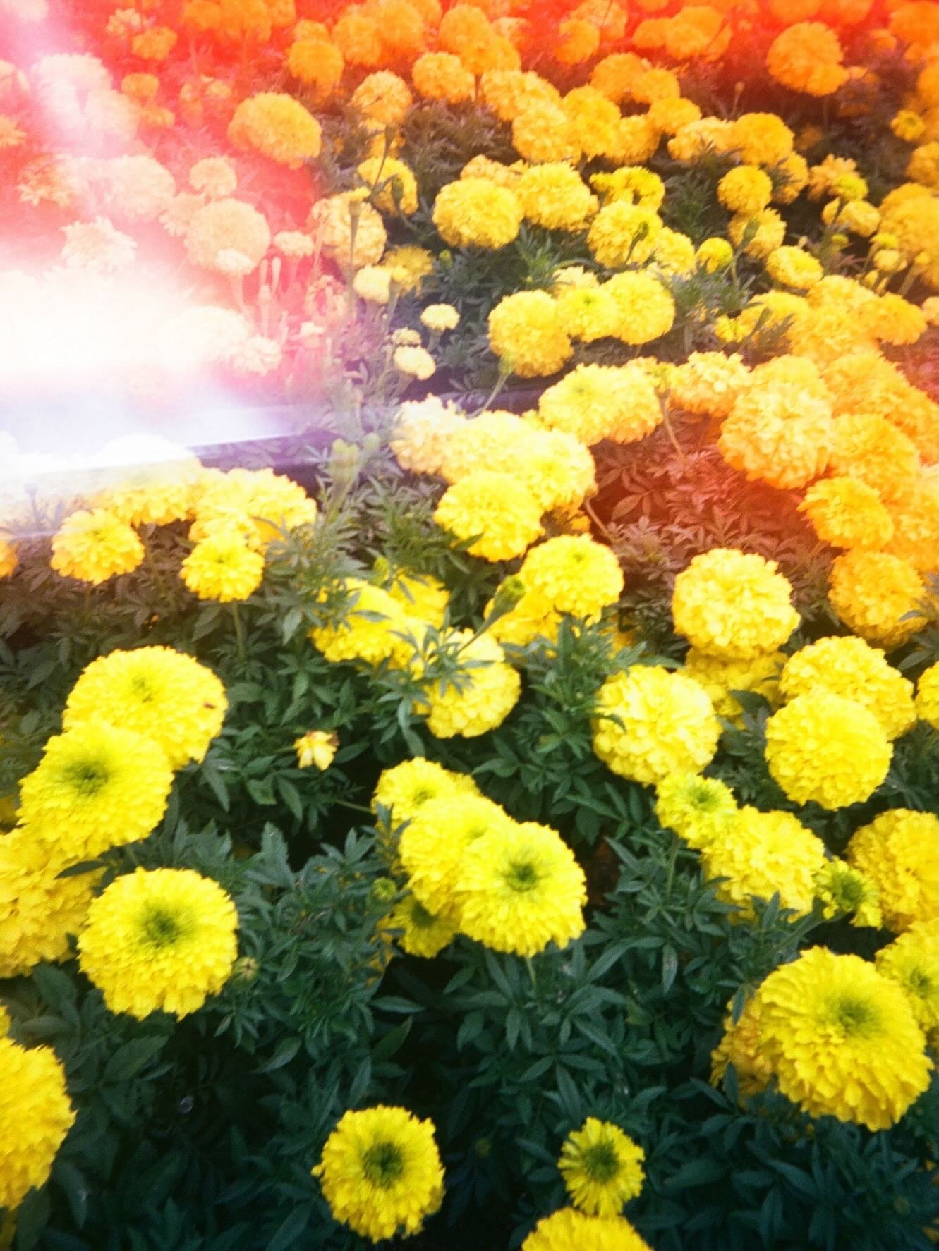 Seeing flowers blooming again brings me so much joy 🤩 

🎞️ Ultramax 35mm film #thefindlab #kodak #flowersonfilm #ultramax