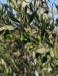 Simple Changes: ‘Oils ain’t oils’