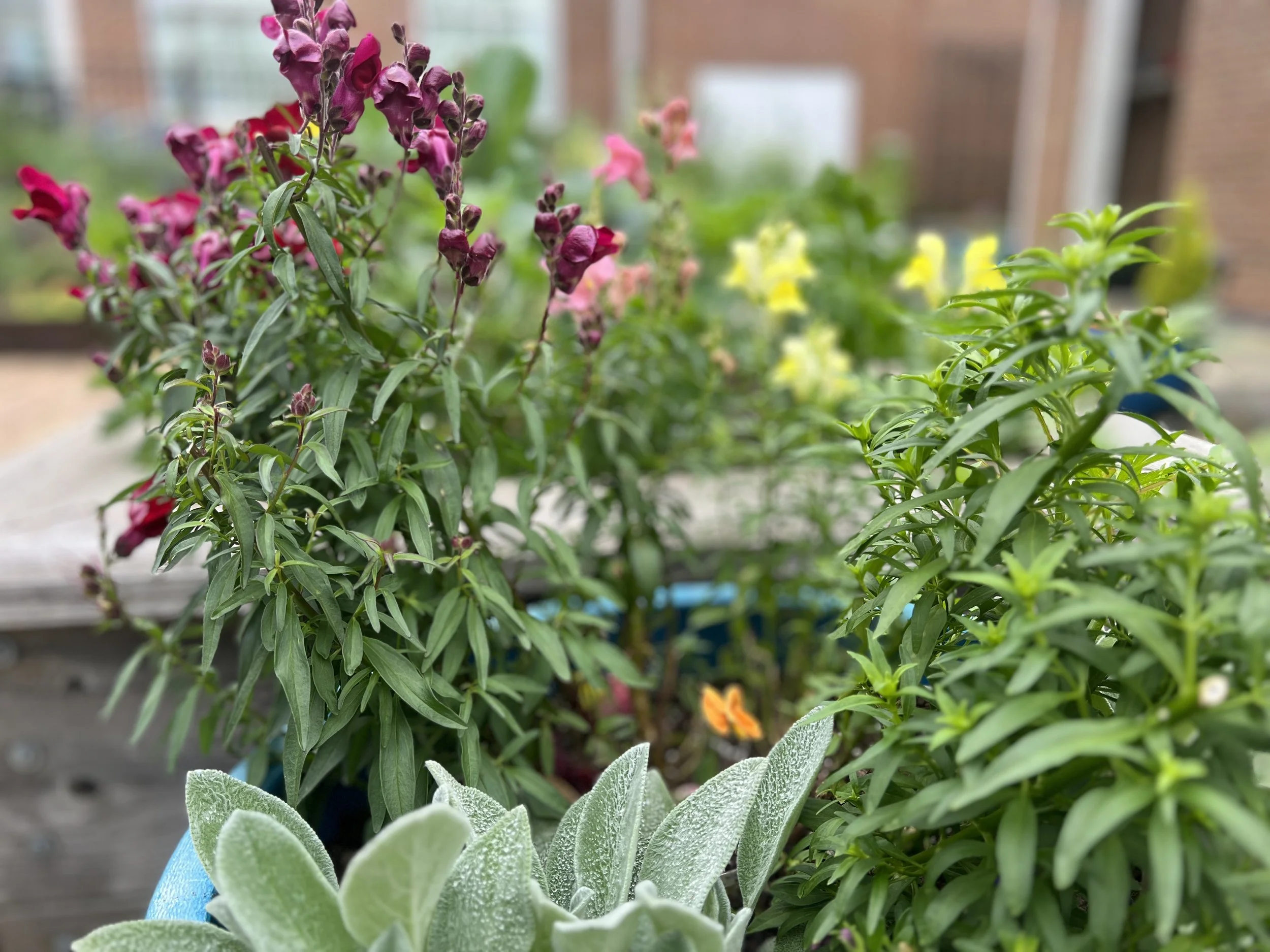 Spring Open House in the Garden