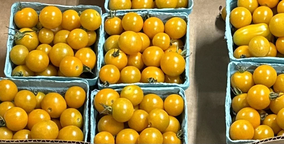 Sun Sugar Yellow Cherry Tomatoes