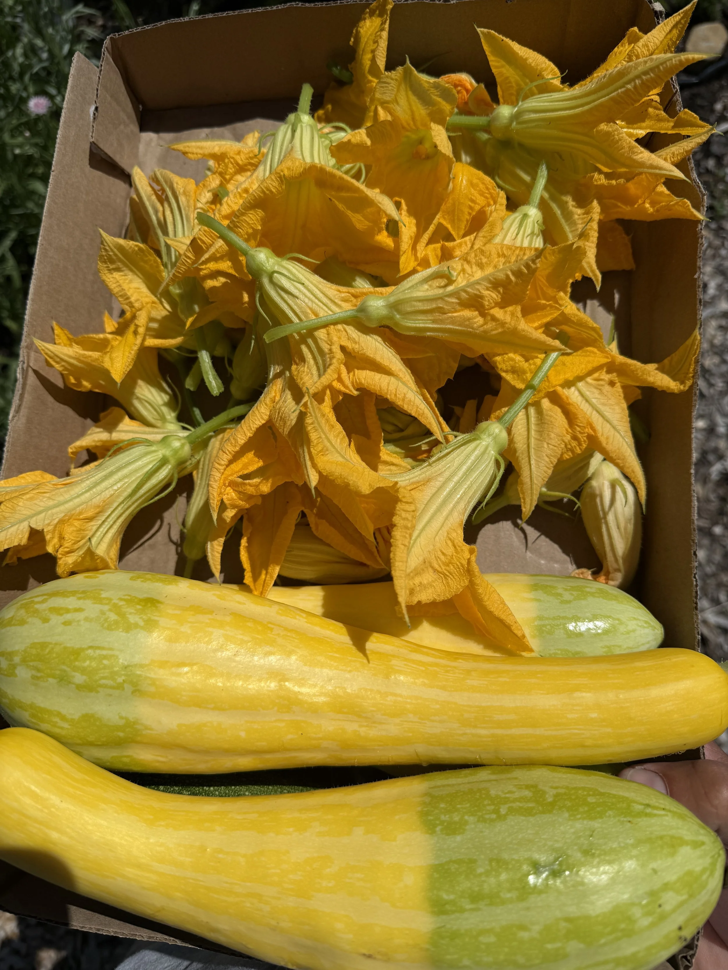 Zucchini Flower
