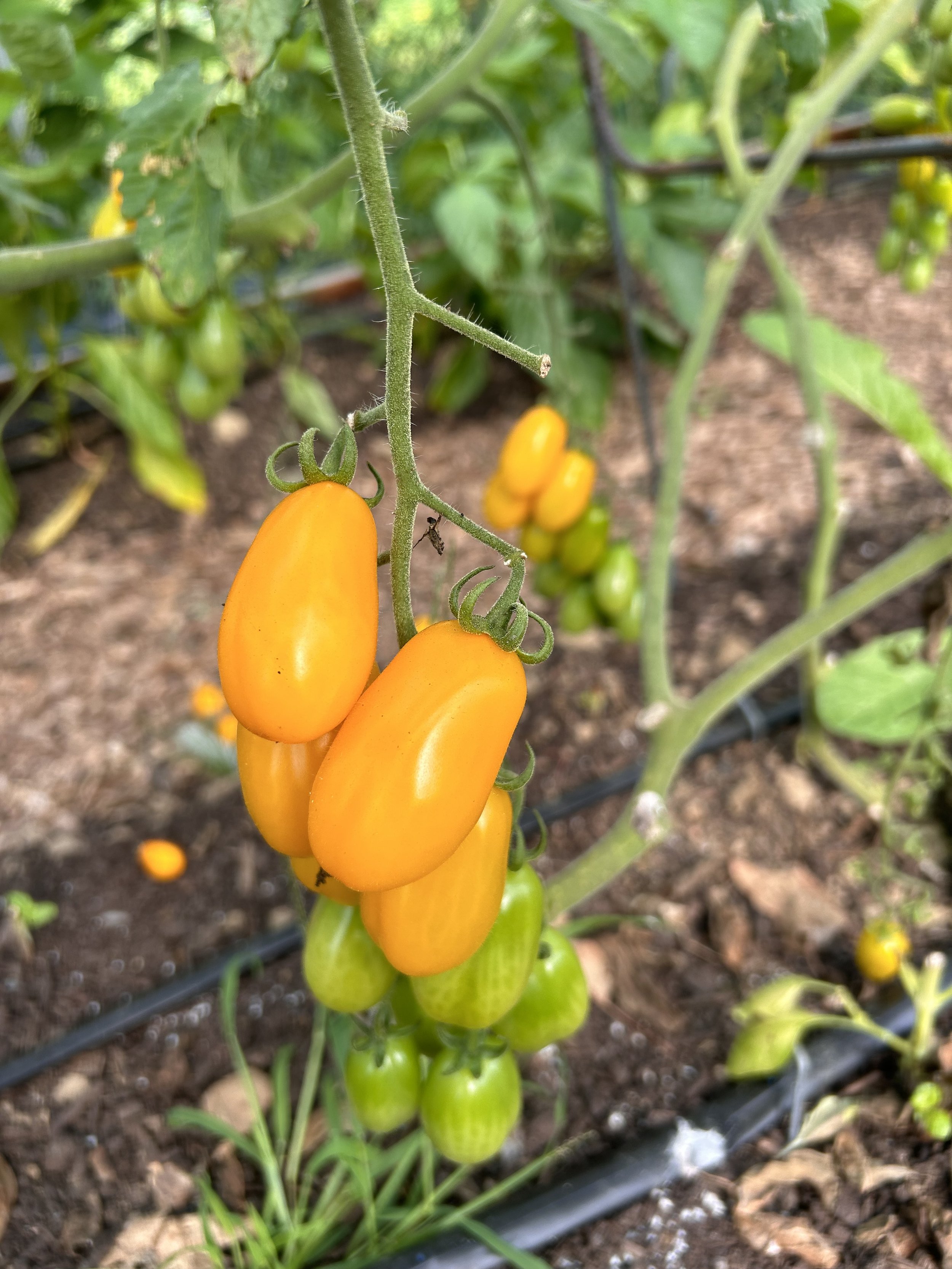Cluster of yellow grape tomatoes on a vine in a garden.