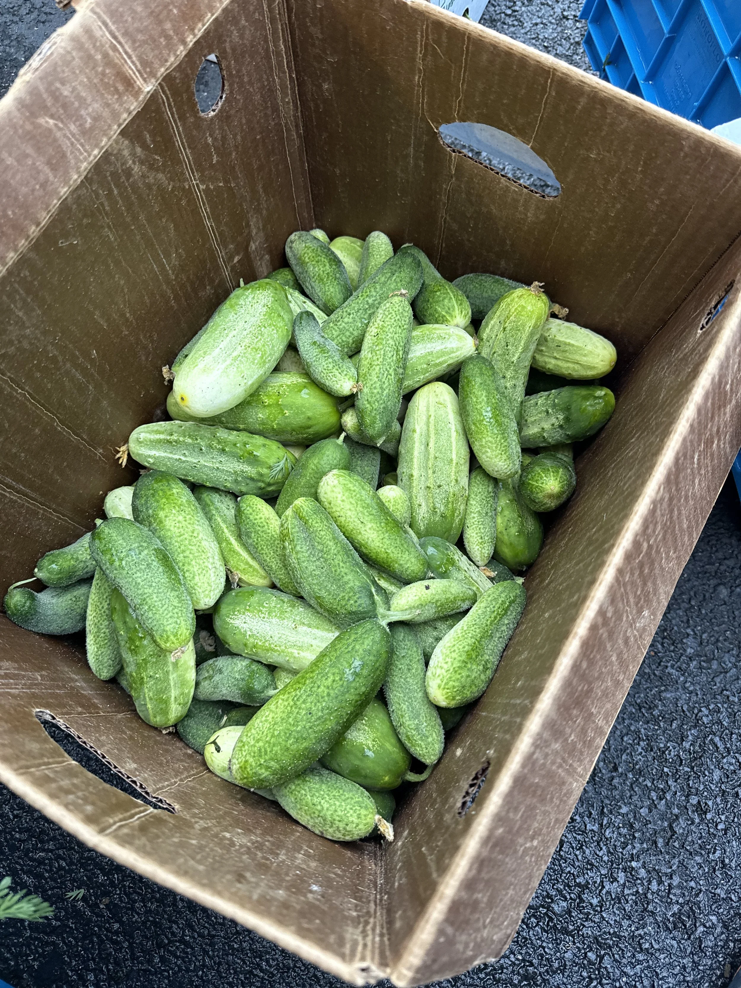 Cucumber Pickling 1$1 lb!
