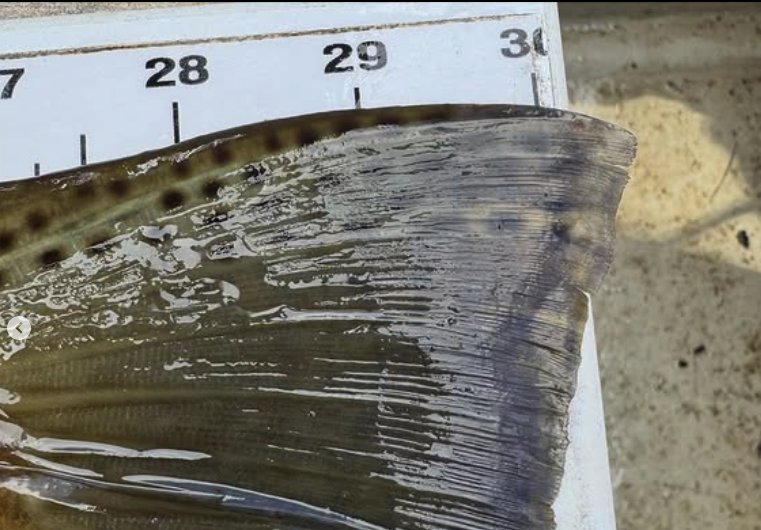 South Holston River Fishing Regulations. A Fly Angler’s Guide to Staying Legal (and Fish-Friendly)