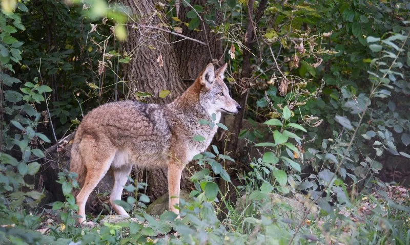 Le Coyote et sa médecine