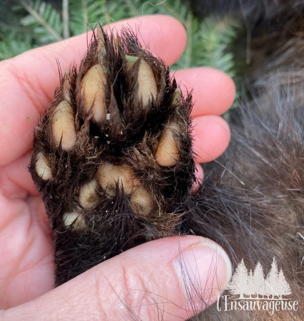 patte de pekan dans une main humaine