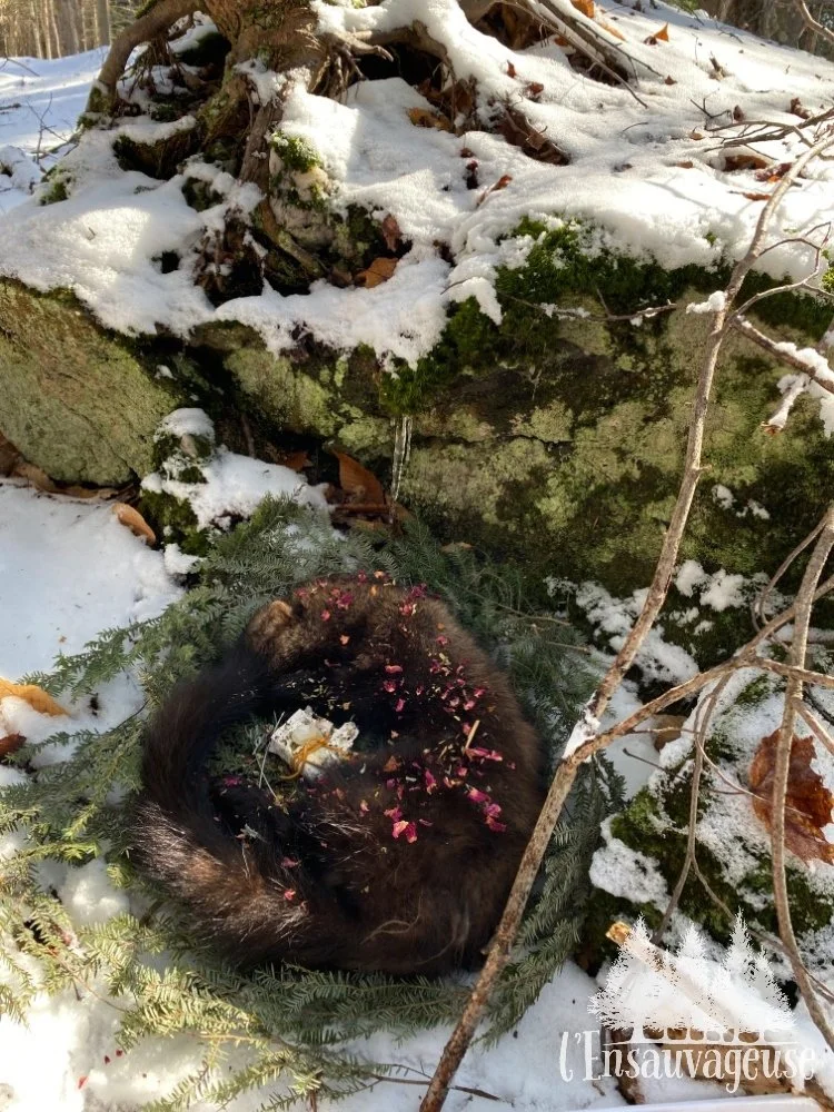 depouille de pekan deposee sur un lit de pruche avec offrande de petales de roses. Dans la neige, tout contre une grosse roche