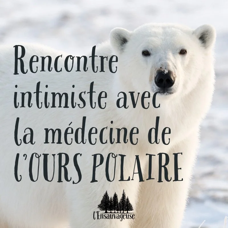 Ours Polaire sm.jpg