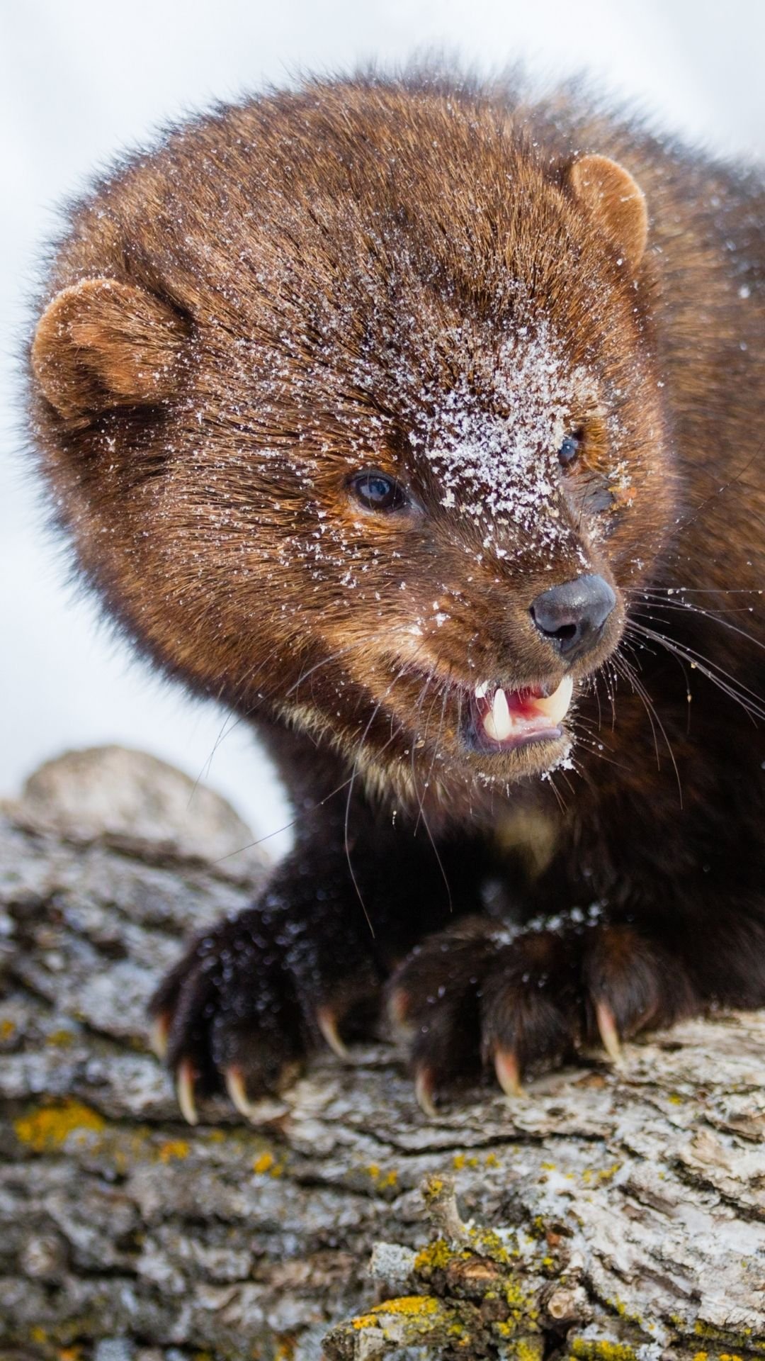pekan dans la neige qui montre les dents