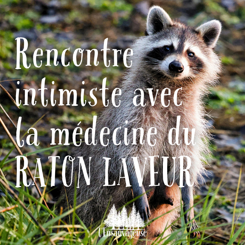 Raton Laveur.png