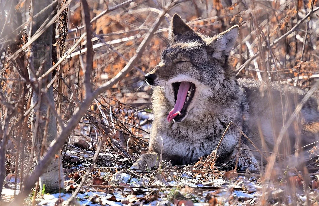 Coyote allongé près des broussailles qui baille
