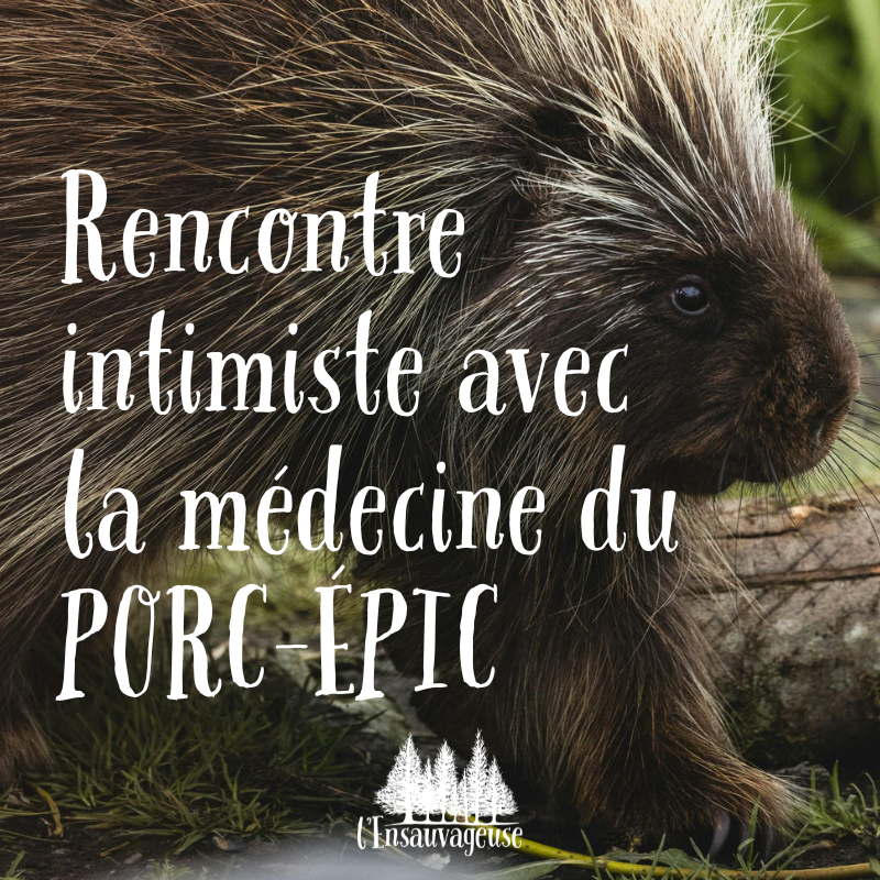 Porc-épic.png