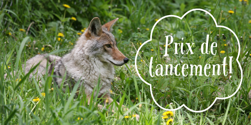 coyote allongé dans l'herbe et les pissenlits avec bulle où il est ecrit prix de lancement