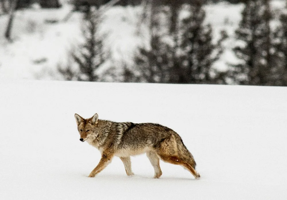 coyote marchant dans la neige en nous regardant