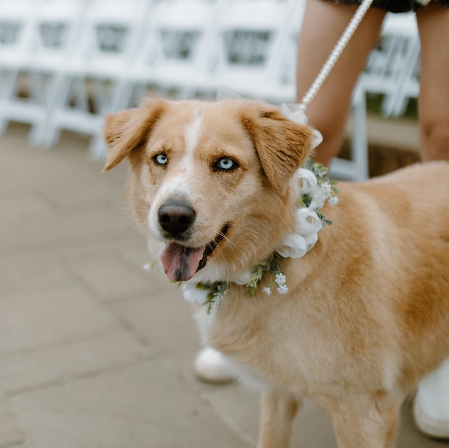 When your dog plays just as an important role in your wedding day as you do 🐶🫶🏼