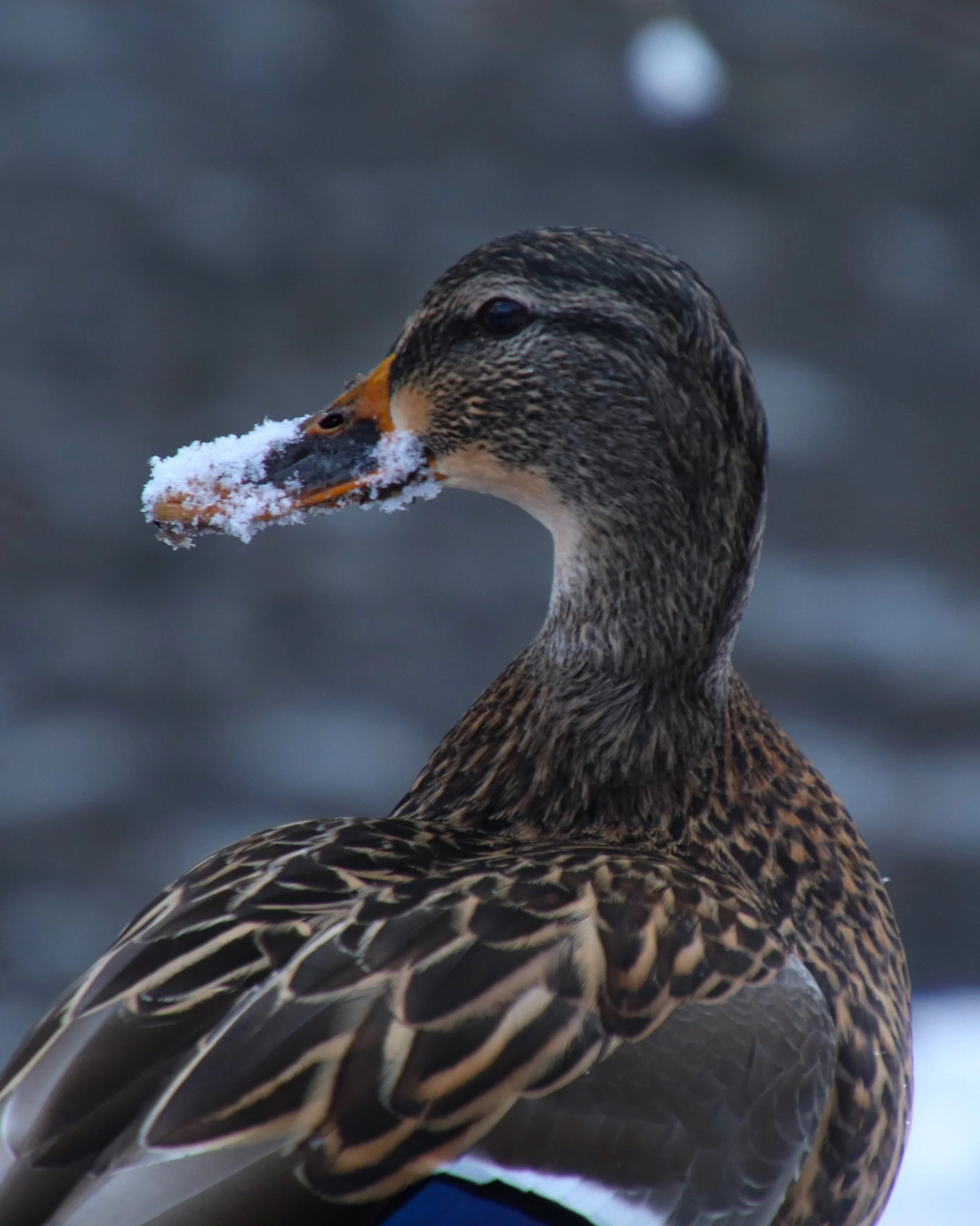 IMG_1668-Evoto Edited.jpg