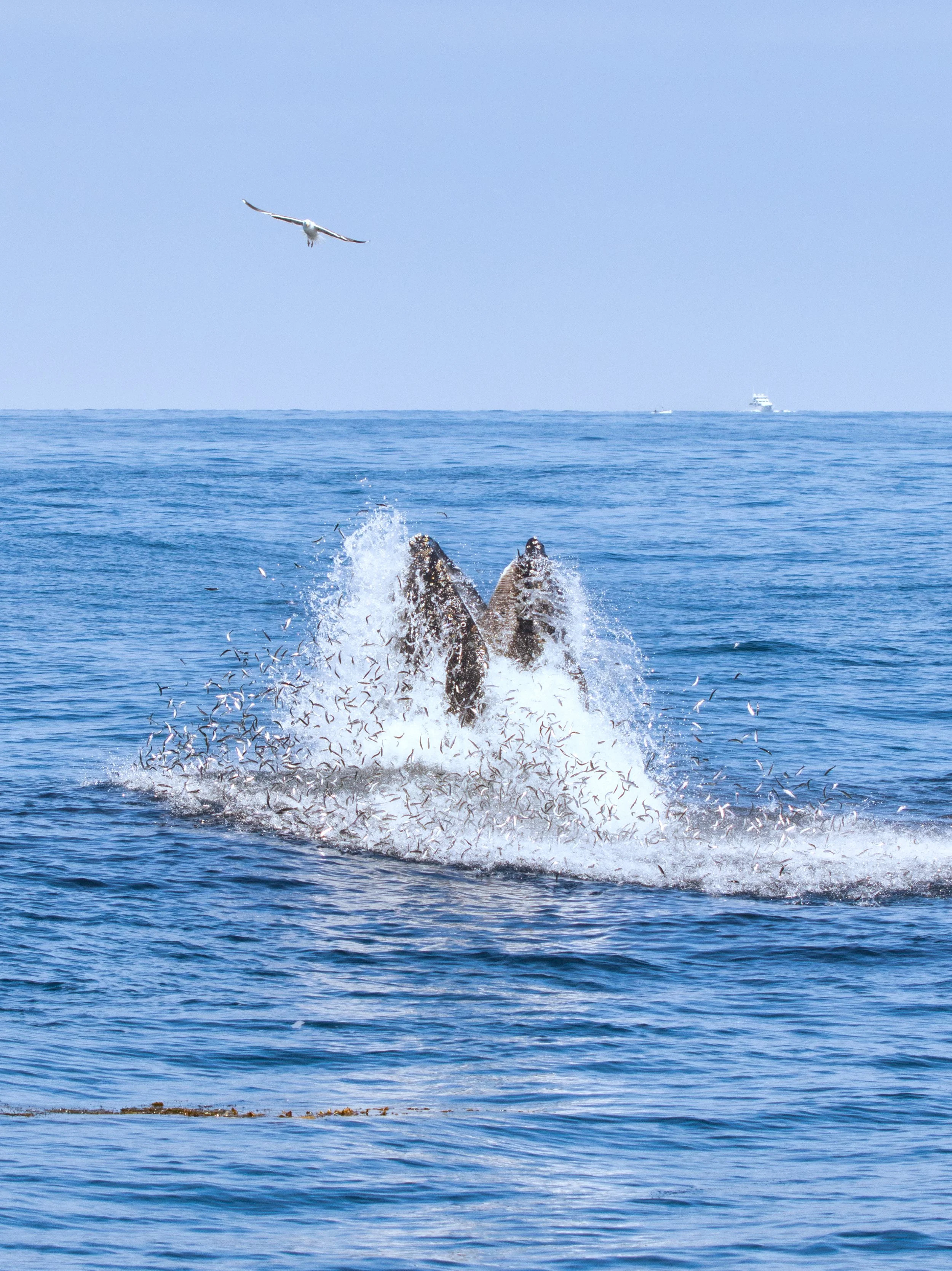 whale breaching 2-Evoto Edited.jpg