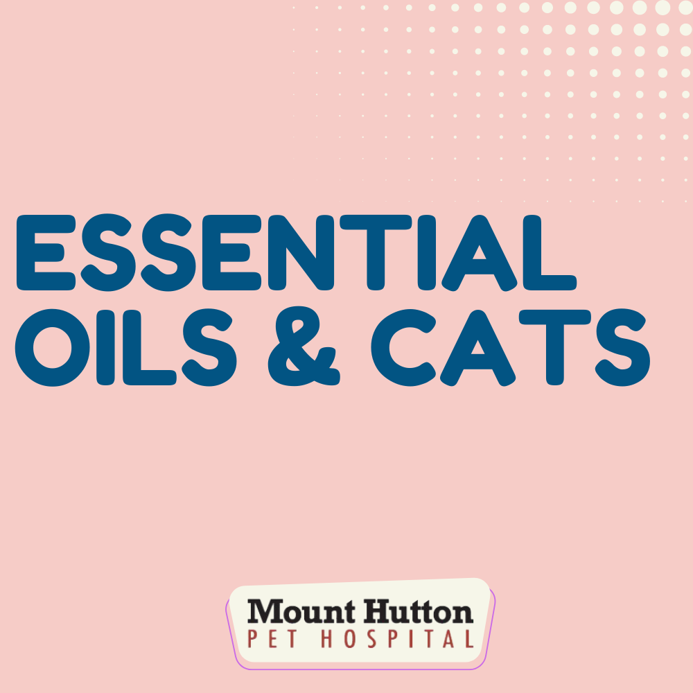 Essential Oils + Cats