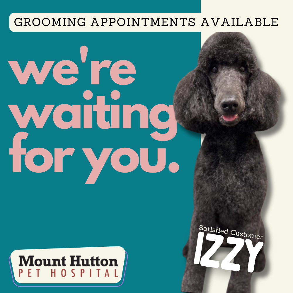 Be Like Izzy and Book your Grooming Appointment Today!