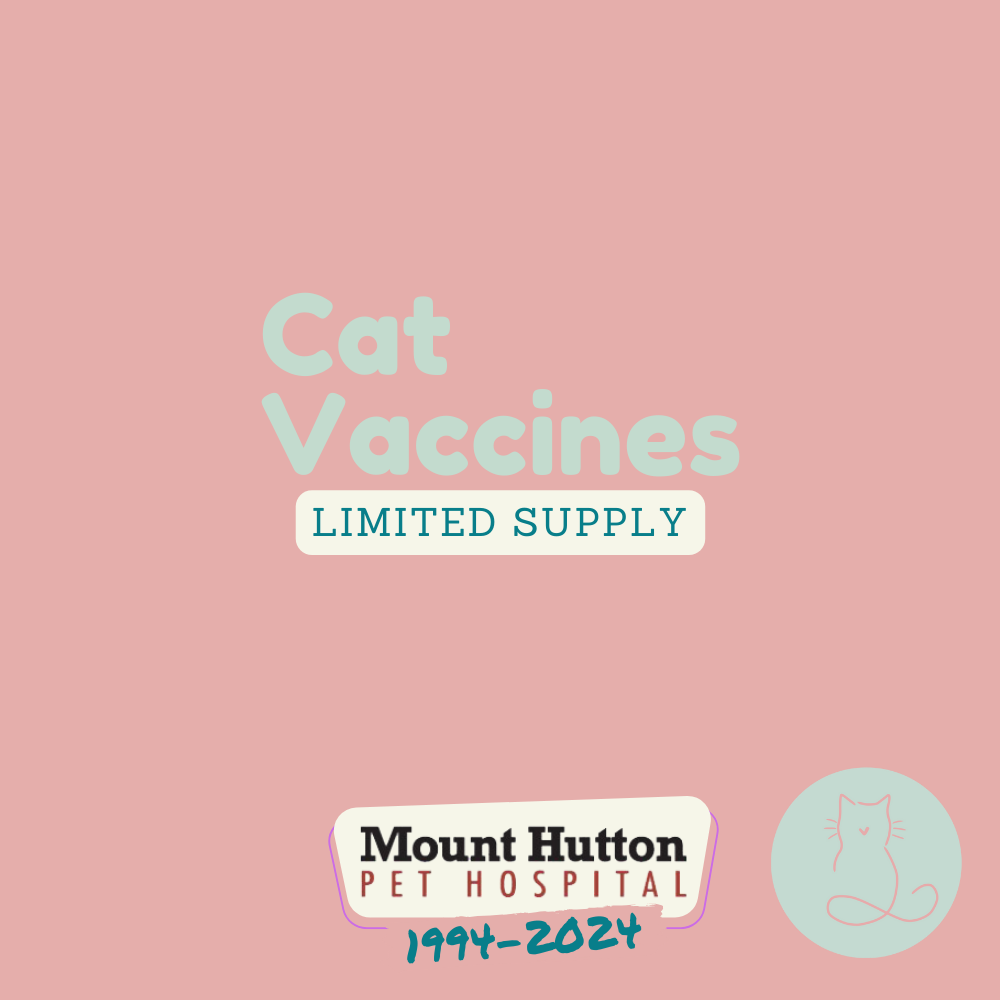 Cat Vaccines are BACK!