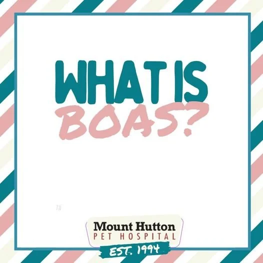 Have you heard of Brachycephalic Obstructive Airway Syndrome?