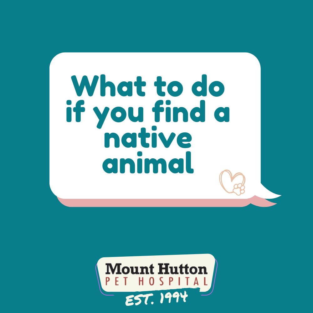 What to do if you find a native animal!