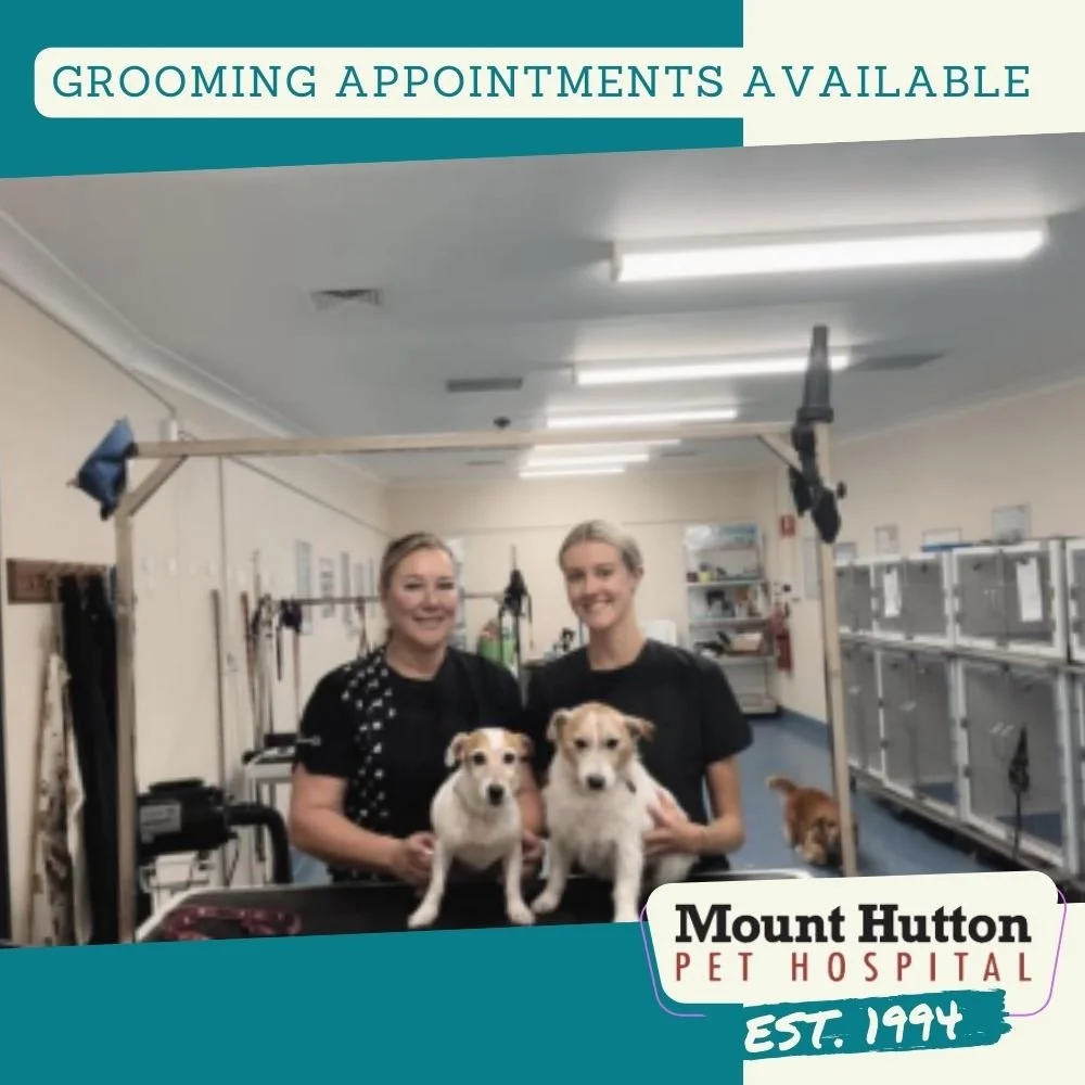 Let’s Talk Grooming!