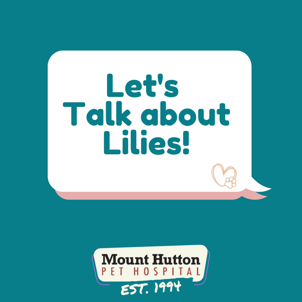 Let’s Talk about Lilies! 
