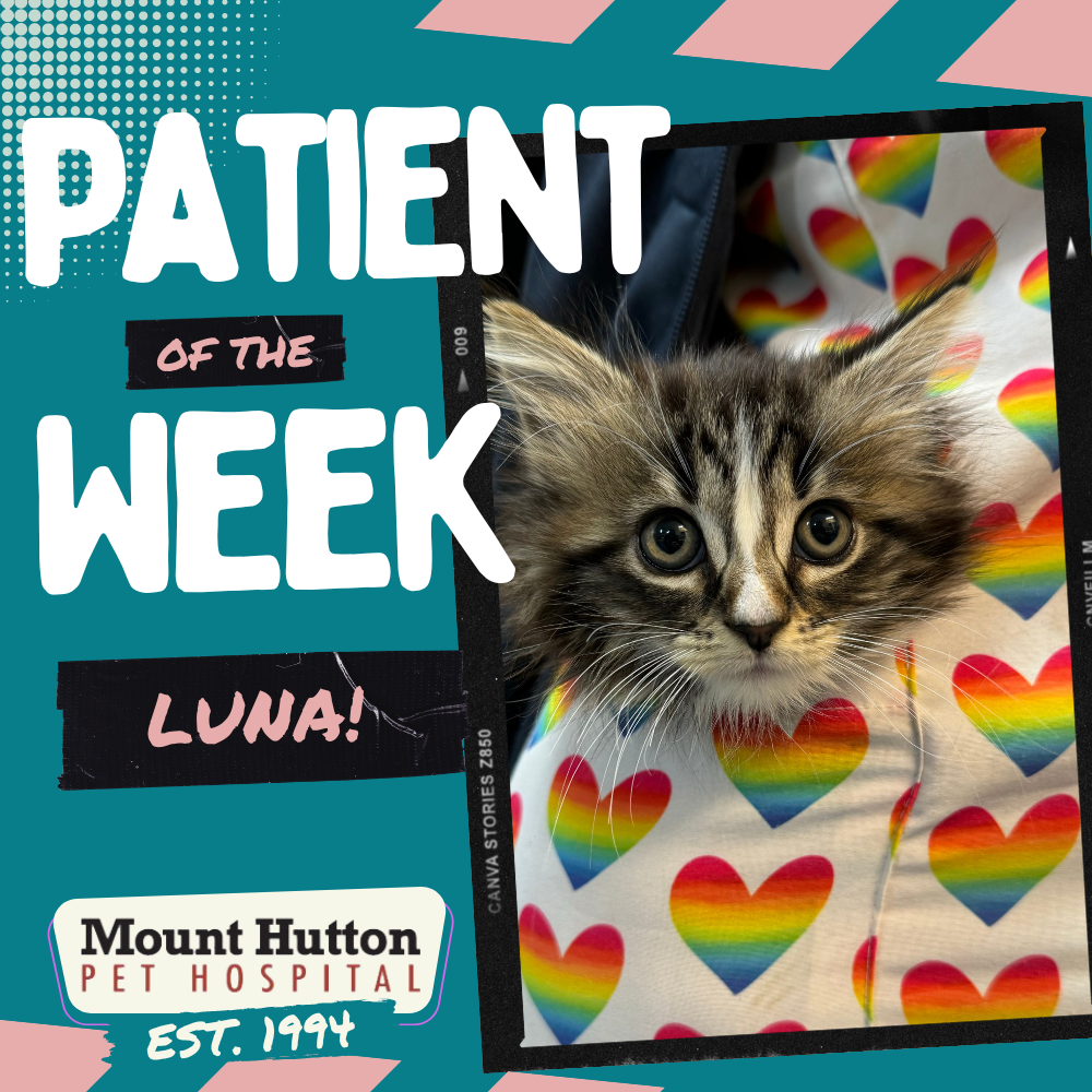 Patient of the Week: Luna!
