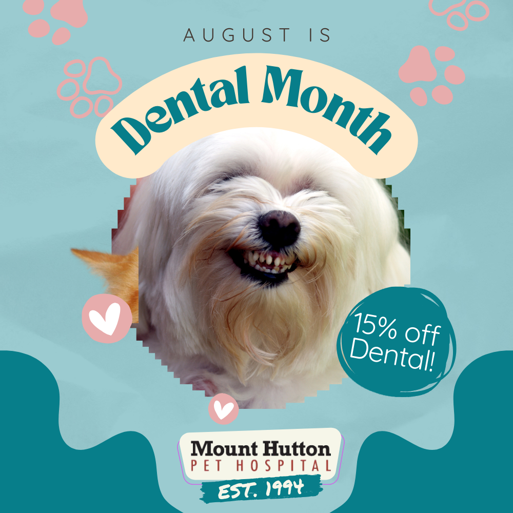 August is Dental Month!