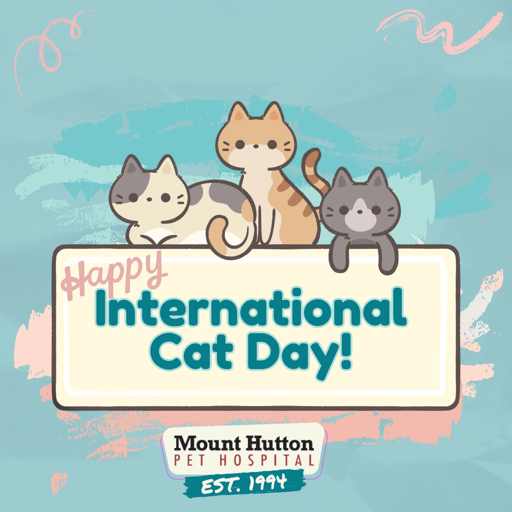 International Cat Day!