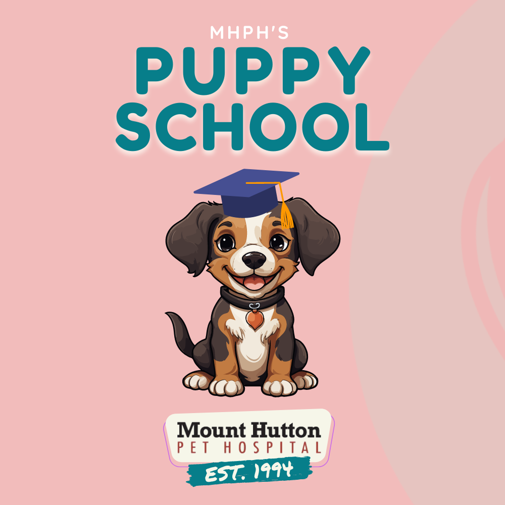 MHPH All-New Puppy School!