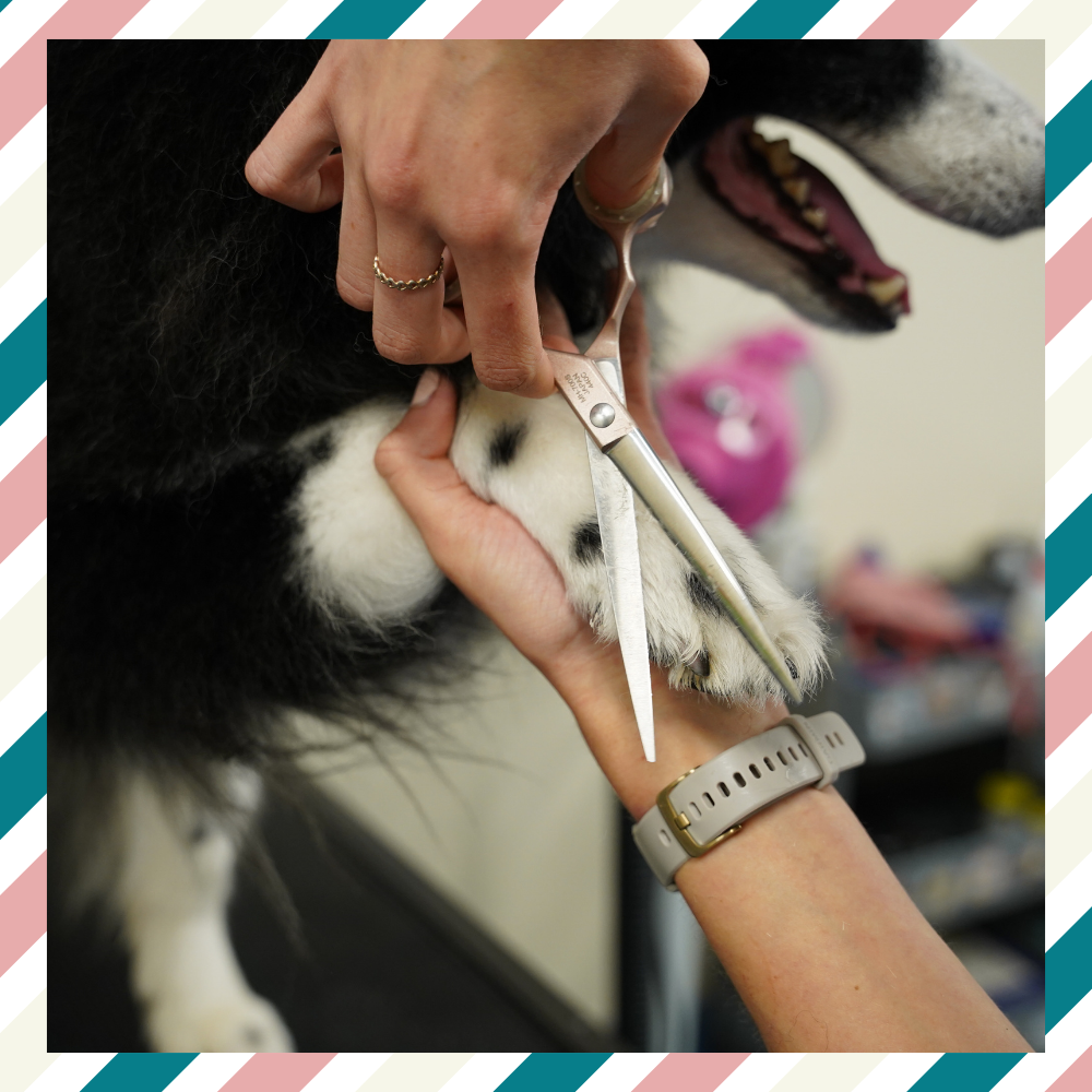 Welcome to Grooming Month!