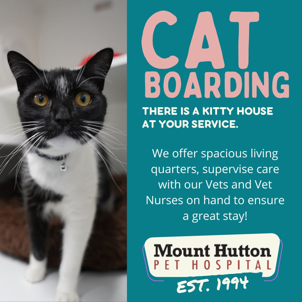 Cat Boarding at MHPH!