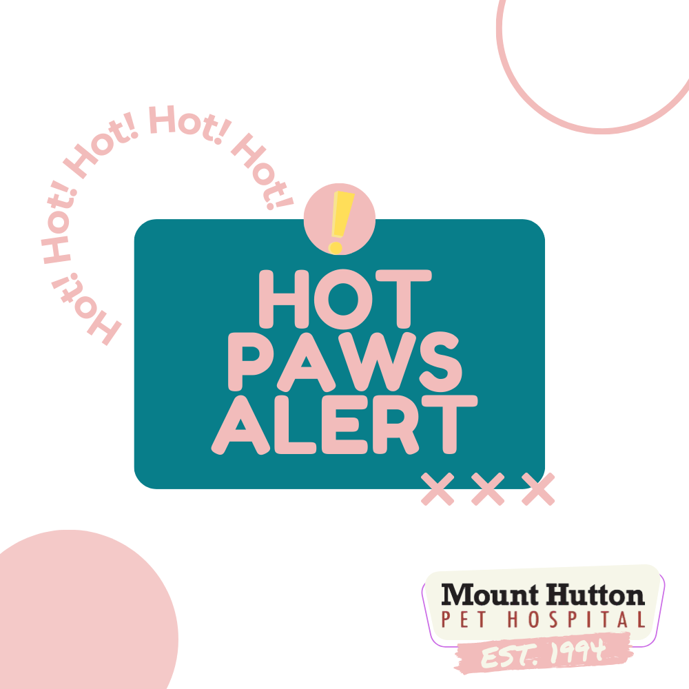 Hot paws alert! 