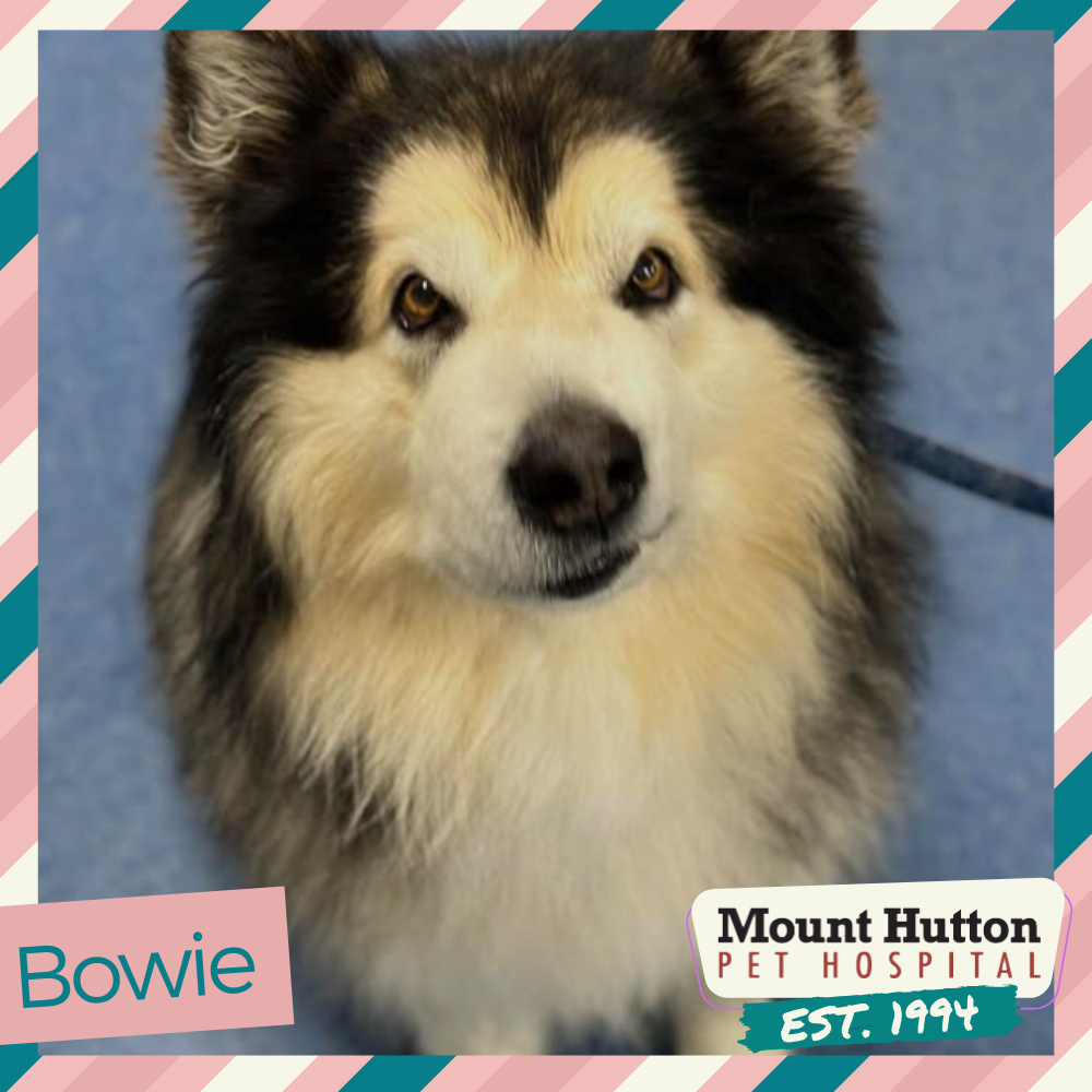 MHPH Grooming: Bookings Available