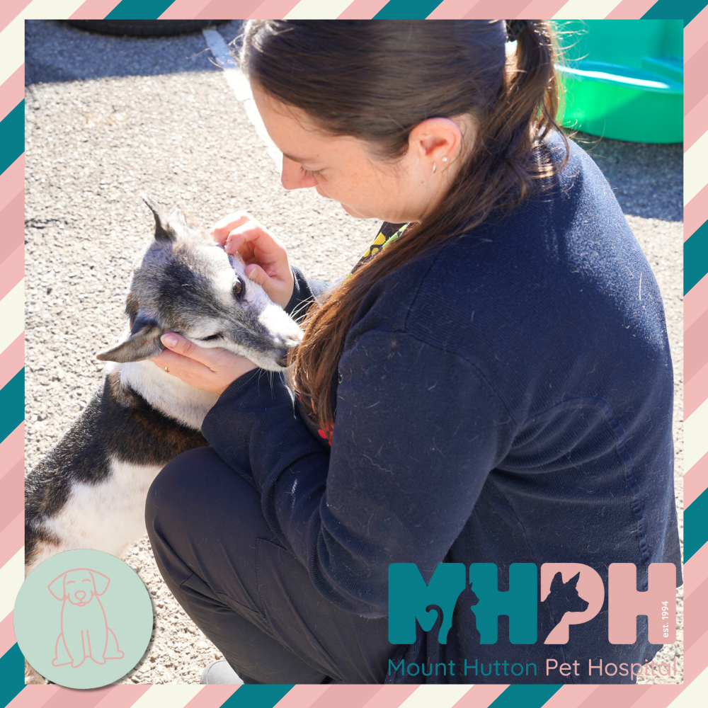 ⚠️ Tick alert ⚠️