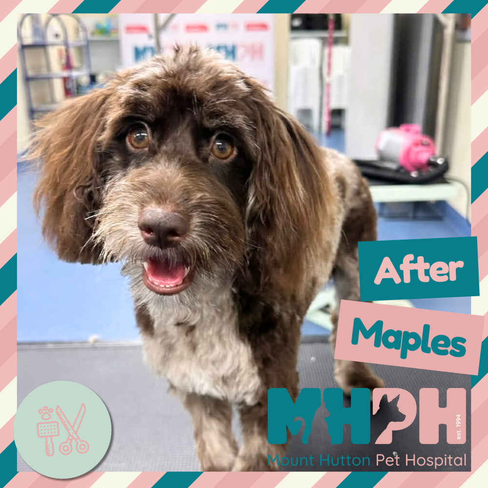 A fresh coat, trimmed nails and a happy pet ✨