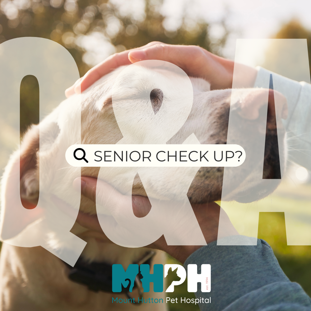 Pre-Winter Senior Pet Check-Up