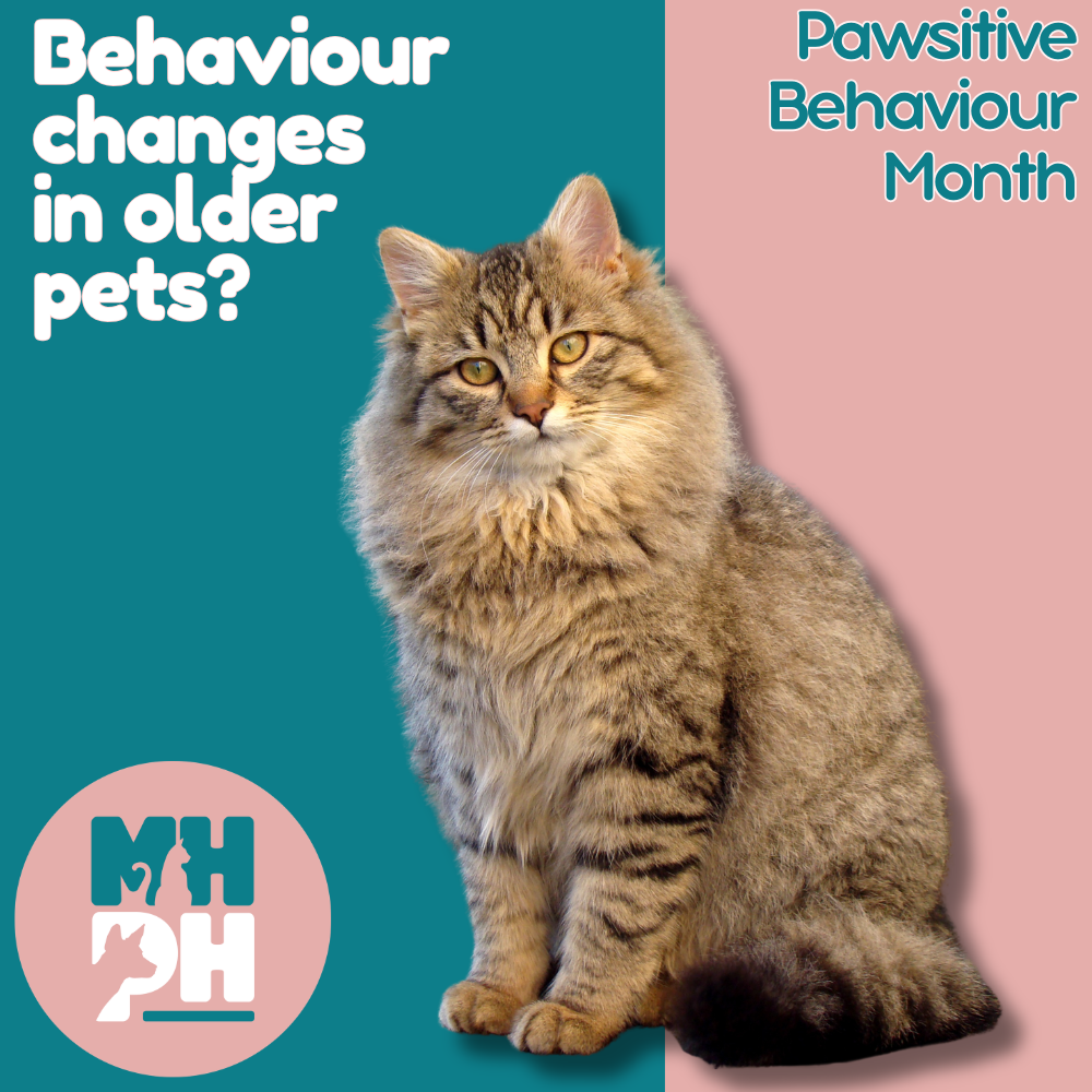 Welcome to Behaviour Month at Mount Hutton Pet Hospital!