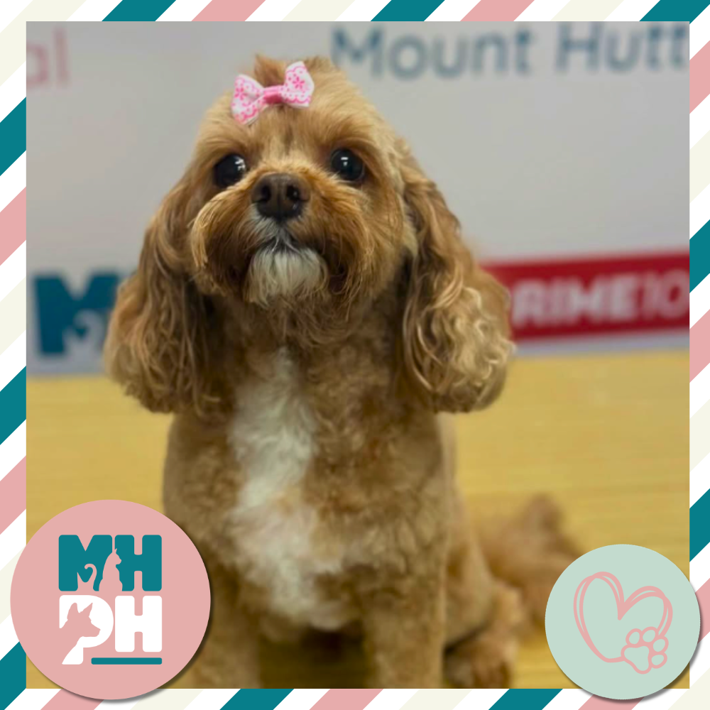 MHPH Grooming!