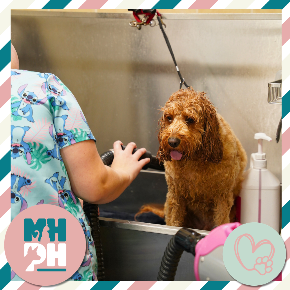 Behaviour changes in older pets?
