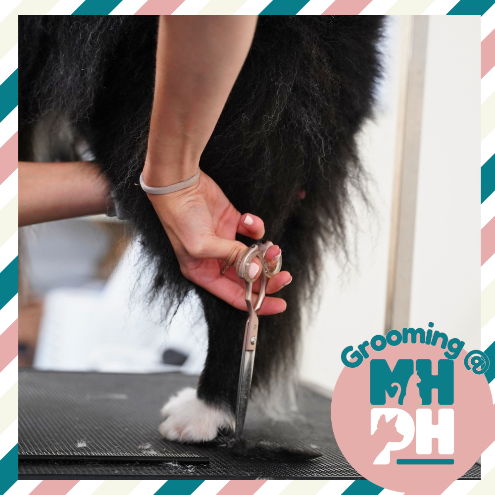 Grooming for an older pet