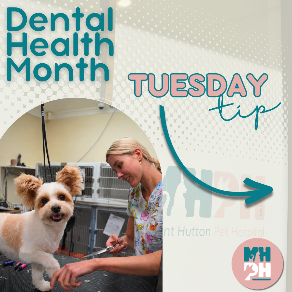 Teeth Tuesday Tip 🪥